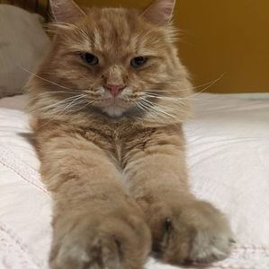 Meet your Posher, Maggie